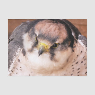 VOD VAN PREY FALCON TISSUEPAPIER