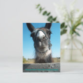 Voed de drama Llama niet aan Briefkaart (Staand voorkant)