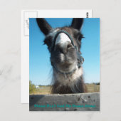 Voed de drama Llama niet aan Briefkaart (Voorkant / Achterkant)