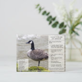 Voed geen brood aan het Briefkaart van vogels Cana (Staand voorkant)