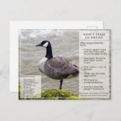 Voed geen brood aan het Briefkaart van vogels Cana (Voorkant / Achterkant)