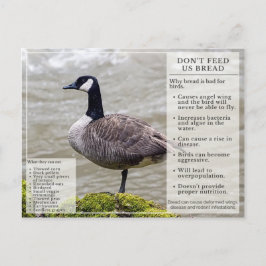 Voed geen brood aan het Briefkaart van vogels Cana