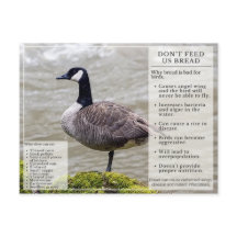Voed geen brood aan het Briefkaart van vogels Cana