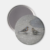 Voeder me Chaffinch Magnet (Voorkant / Achterkant)
