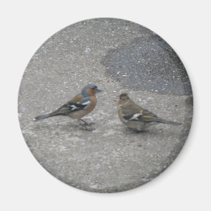 Voeder me Chaffinch Magnet