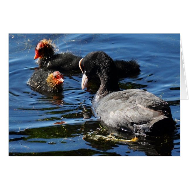 Voederbaby's (Voorkant Horizontaal)