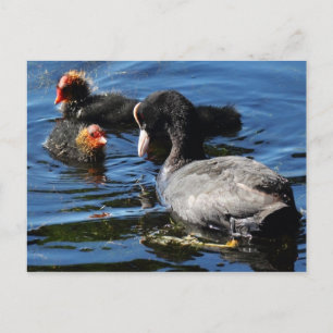 Voederbaby's Briefkaart