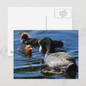 Voederbaby's Briefkaart (Voorkant / Achterkant)
