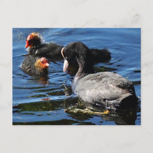 Voederbaby's Briefkaart (Voorkant)