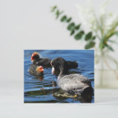Voederbaby's Briefkaart (Staand voorkant)