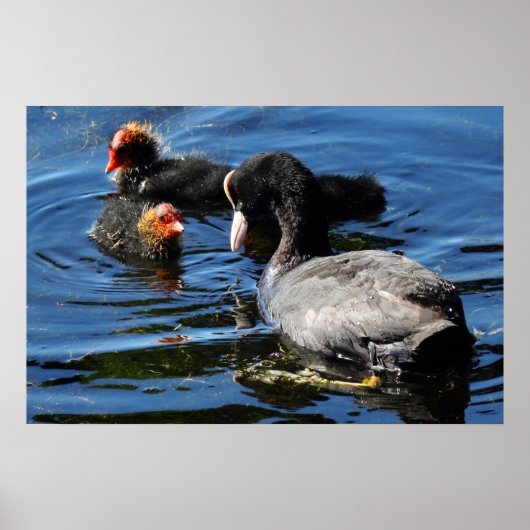 Voederbaby's Poster (Voorkant)