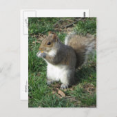 Voedereekhoorn Briefkaart (Voorkant / Achterkant)