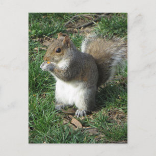 Voedereekhoorn Briefkaart
