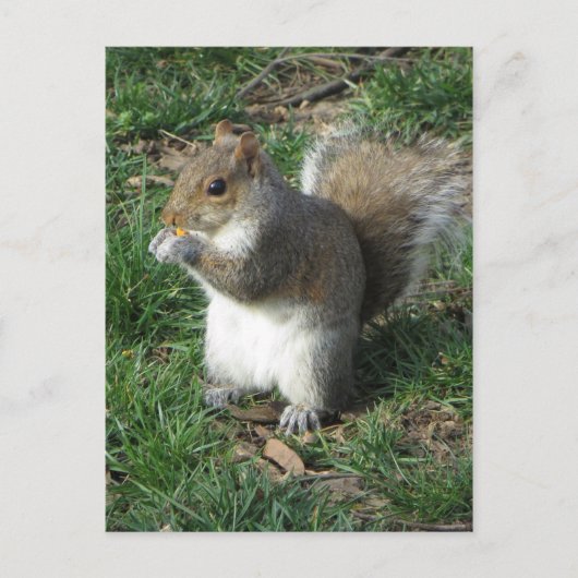 Voedereekhoorn Briefkaart (Voorkant)