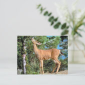 voederhert briefkaart (Staand voorkant)