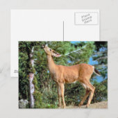 voederhert briefkaart (Voorkant / Achterkant)