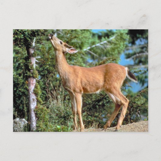 voederhert briefkaart (Voorkant)