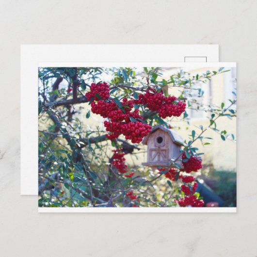 Voederhuis en Rode bessen Briefkaart (Voorkant / Achterkant)