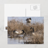 Voedertijd voor Canadese ganzen Briefkaart (Voorkant / Achterkant)