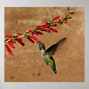 Voedervoeders in de tuin poster