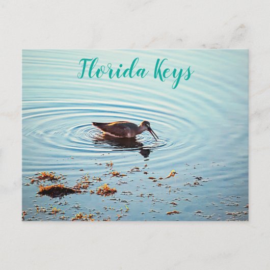 Voedervoeders op Sunset Key West Florida Briefkaart (Voorkant)