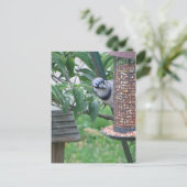 Voeding Blue Jay Briefkaart (Staand voorkant)