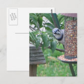 Voeding Blue Jay Briefkaart (Voorkant / Achterkant)