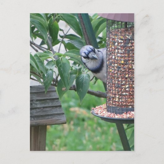 Voeding Blue Jay Briefkaart (Voorkant)