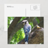 Voeding Blue Jay Briefkaart (Voorkant / Achterkant)