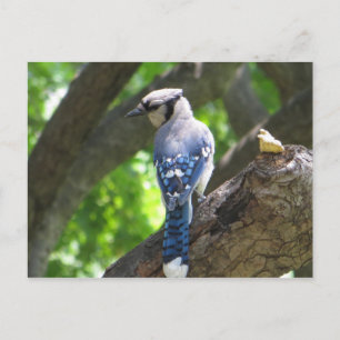 Voeding Blue Jay Briefkaart