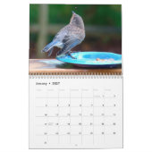 Voeding van blauwvogels kalender (Jan 2027)