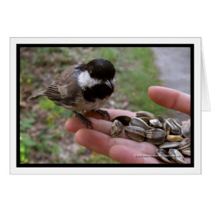 Voeding van de vogels