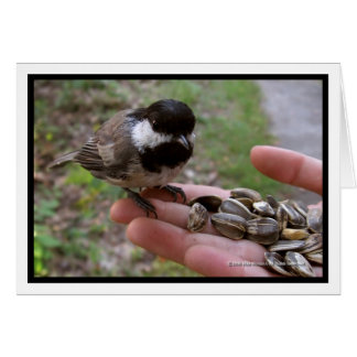 Voeding van de vogels