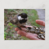 Voeding van vogels briefkaart (Voorkant)