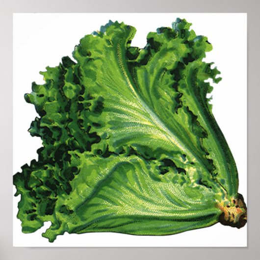 voedingsmiddelen, groene bladsla, groenten poster (Voorkant)
