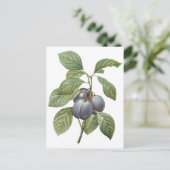  voedingsvruchten, Paarse tuinplassen van Redoute Briefkaart (Staand voorkant)