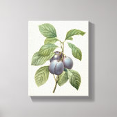  voedingsvruchten, Paarse tuinplassen van Redoute Canvas Afdruk (Voorkant)
