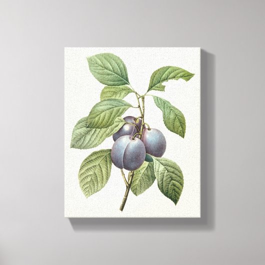 voedingsvruchten, Paarse tuinplassen van Redoute Canvas Afdruk (Voorkant)