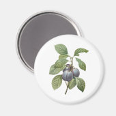  voedingsvruchten, Paarse tuinplassen van Redoute Magneet (Voorkant / Achterkant)