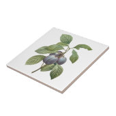  voedingsvruchten, Paarse tuinplassen van Redoute Tegeltje (Zijkant)