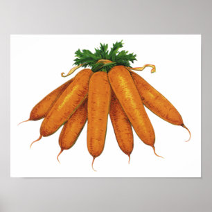 voedsel, bundel organische wortelgroenten poster
