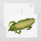  voedsel, gezonde groenten, maïs op de krab briefkaart (Voorkant / Achterkant)