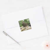 Voedsel voor botervliegen vierkante sticker (Envelop)