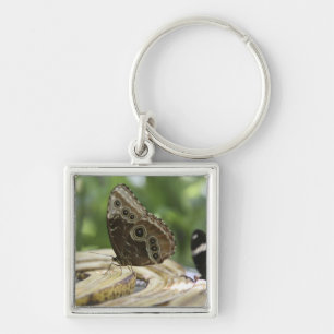Voedsel voor Butterflies Sleutelhanger