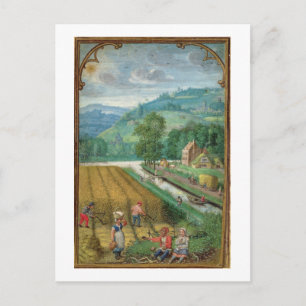 Voeg 1885 september toe: oogst, ploegen en zeugen briefkaart