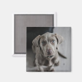 Voeg de foto van je hond of kat toe aan deze geper magneet (Voorkant / Achterkant)