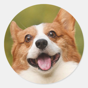 Voeg Dog Photo Personalized Gepersonaliseerd Ronde Sticker