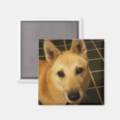 Voeg hier een foto van uw hond aan toe magneet (Voorkant / Achterkant)