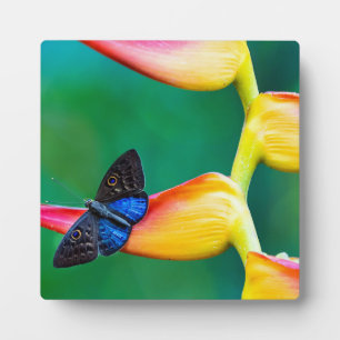 Voeg je eigen Afbeelding foto template aangepaste  Fotoplaat