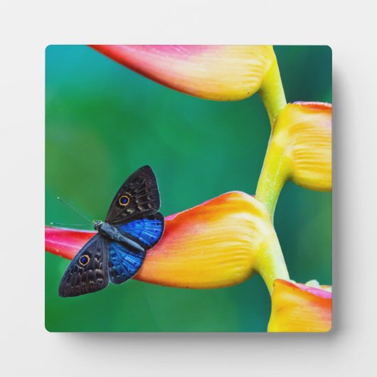 Voeg je eigen Afbeelding foto template aangepaste Fotoplaat (Voorkant)